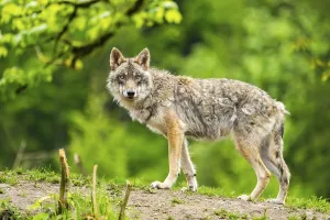 Eurasian wolf (Canis lupus lupus) in a forest