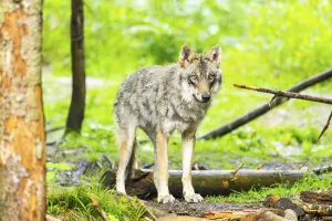 Eurasian wolf (Canis lupus lupus) in a forest