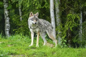 Eurasian wolf (Canis lupus lupus) in a forest
