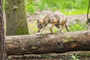 Eurasian wolf (Canis lupus lupus) jumping over a tree trunk in a forest