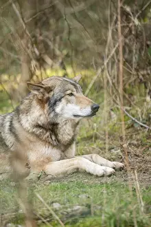 Eurasian wolf (Canis lupus lupus) lying in a forest