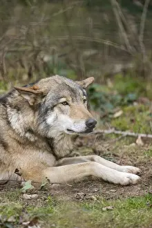 Eurasian wolf (Canis lupus lupus) lying in a forest