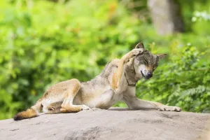 Eurasian wolf (Canis lupus lupus) lying on a little sand hill in the forest