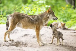Eurasian wolf (Canis lupus lupus) mother playing with her cub (youngster) on a little sand hill in the forest