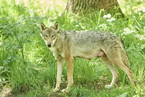 Eurasian wolf (Canis lupus lupus) standing in a forest