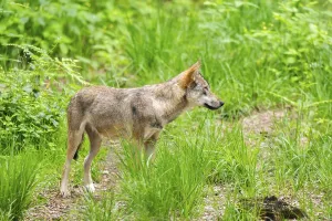 Eurasian wolf (Canis lupus lupus) standing in a forest