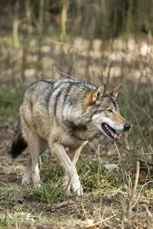 Eurasian wolf (Canis lupus lupus) standing in a forest