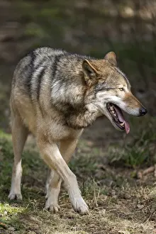 Eurasian wolf (Canis lupus lupus) standing in a forest