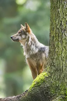 Eurasian wolf (Canis lupus lupus) standing in a forest