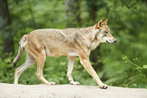 Eurasian wolf (Canis lupus lupus) standing on a rock in a forest