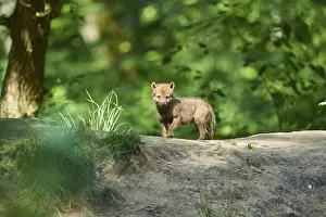 Eurasian wolf (Canis lupus lupus) youngster in a forest