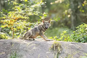 Eurasian wolf (Canis lupus lupus) youngster in a forest