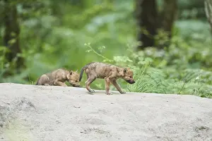 Eurasian wolf (Canis lupus lupus) youngsters in a forest