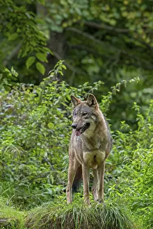 Eurasian wolf, European grey wolf (Canis lupus lupus) standing in thicket