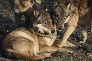 Eurasian wolves