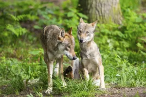 Eurasian wolves (Canis lupus lupus)