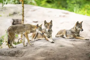 Eurasian wolves (Canis lupus lupus) lying on a little sand hill in the forest
