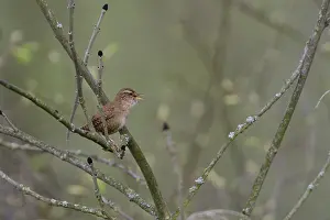 Eurasian wren singing in spring