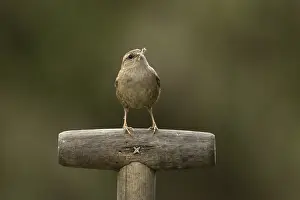 Eurasian wren (Troglodytes troglodytes) adult garden bird on a fork handle with nest material in its beak in spring
