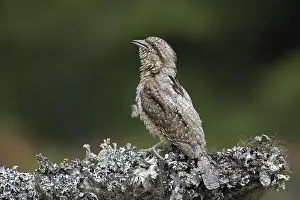 Eurasian wryneck (Jynx torquilla)