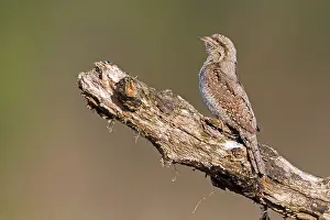 Eurasian Wryneck (Jynx torquilla)