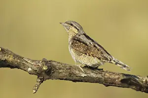 Eurasian Wryneck (Jynx torquilla)