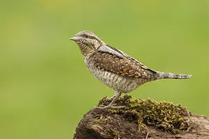 Eurasian Wryneck (Jynx torquilla)