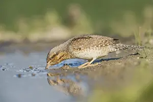 Eurasian Wryneck (Jynx torquilla) drinking at water hole