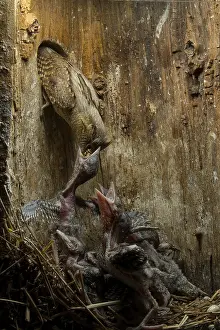 Eurasian Wryneck (Jynx torquilla) feeding chicks in nesting box