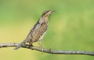 Eurasian Wryneck (Jynx torquilla) perched on a branch