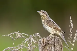 Eurasian Wryneck (Jynx torquilla) perched on a stump