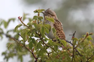 Eurasian wryneck (Jynx torquilla) in a shrub