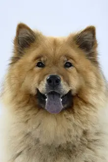 Eurasier