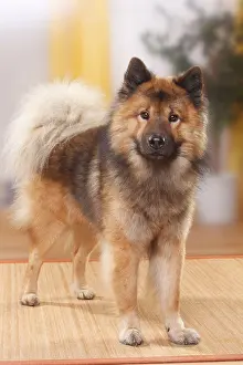 Eurasier, male