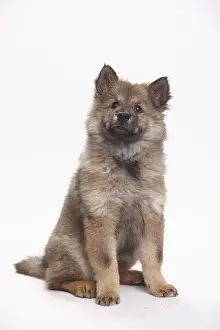 Eurasier, puppy, 10 weeks
