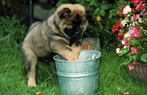 Eurasier, puppy, 9 weeks, with bucket
