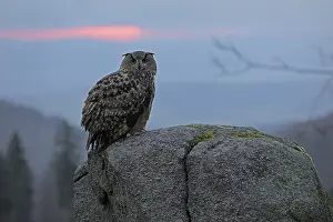 Europaeischer Uhu, lat. Bubo bubo