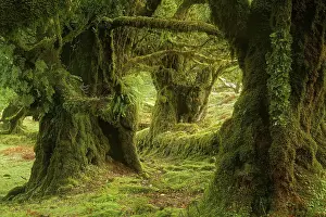 Europe, Portugal, Madeira, laurel forest