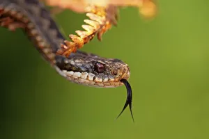 European Adder (Vipera berus) adult female