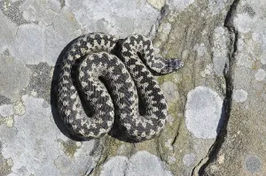 European Adder (Vipera berus), adult male