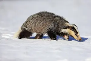 European badger (Meles meles), adult