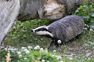 European badger (Meles meles), adult