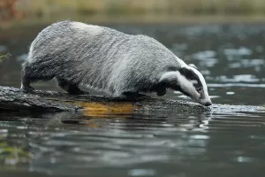 European badger (Meles meles), on the bank by a pond