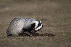 European badger (Meles meles), Bitburg