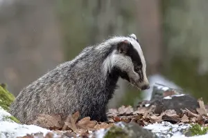 European badger (Meles meles), captive
