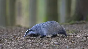 European badger (Meles meles), foraging in a beech forest