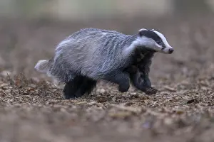 European badger (Meles meles), foraging in a beech forest