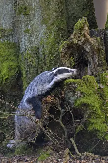 European badger (Meles meles), foraging on the trunk of an old beech tree
