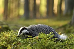 European badger (Meles meles), in the forest looking for food in the first morning light