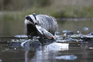 European badger (Meles meles) at the lake with prey (mallards)